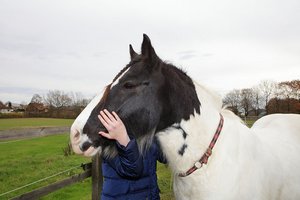 Eine Jugendliche mit einem Pferd.